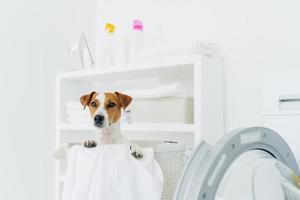 toma interior de un perro pedigrí en la cesta de la ropa, mira a lo lejos, lavadora y consola con detergentes cerca. animales, limpieza y concepto de hogar.