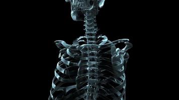 3D medical animation of a human skeleton rotating. video