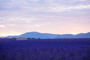 stone house at lavender field photo