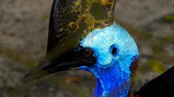 Close-up of the face of the southern cassowary bird. photo