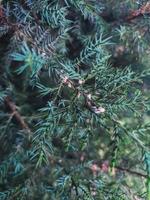 Evergreen thuja is sick. Plant disease treatment from mite parasite. Gardening help to herb photo