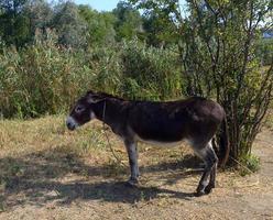 el burro pasta en el prado. cálido día soleado. una pequeña mula se para a la sombra de un árbol. adorable mascota. el animal es de color chocolate. un burro confundido con lindas orejas y cola. burro solitario. foto