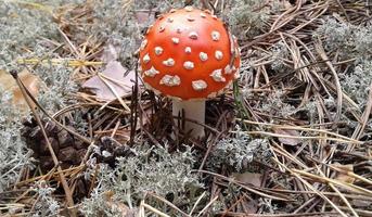 Amanita muscaria. amanita - pequeño hongo venenoso. hongo rojo en un bosque seco. Hongo no comestible, alucinógeno. el sombrero rojo tiene copos blancos. el hongo se usa como repelente de moscas. causa envenenamiento foto