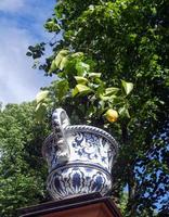 Lemon in a vase outdoors in the Summer Garden. Sour citrus to make delicious tea. The yellow fruit has ripened on a bush. Juicy tropical fruit with a high content of vitamin C. Cold Assistant. photo