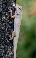 chameleon on tree branch blur background