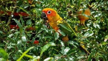 cerrar sol conure en el jardín foto