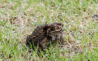 sapo en el campo de hierba foto