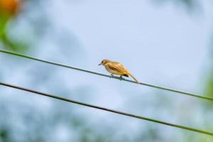Streak eared Bulbul perched on wire photo