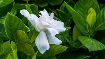 white gardenia flower. Blooming Cape Jasmine. The Gardenia Jasminoides. photo