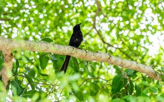 Drongo perched on tree bokeh background photo