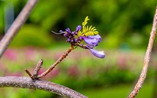 green ebony, jacaranda blooming in the garden photo