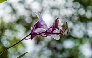 orchid flower in bokeh background photo