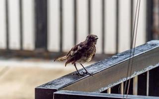 Oriental Magpie Robin stand on the fence photo