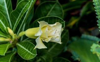 flor de adenio blanco que florece en el jardín foto