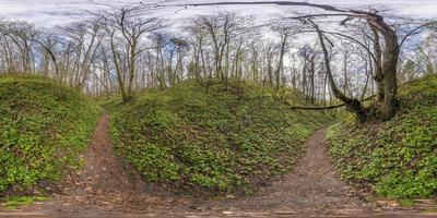 Full spherical seamless hdri panorama 360 degrees angle view on path in ravine among deciduous forest with spring flowers in equirectangular projection, VR AR content photo