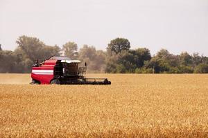 Red combine harvester on the wheat field landscape Grain harvest Photo