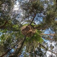 Little planet transformation of spherical panorama 360 degrees. Spherical abstract aerial view in forest. Curvature of space. photo