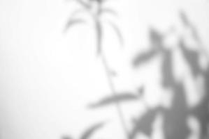 Abstract leaves natural shadow overlay on white texture background, for overlay on product presentation, backdrop and mockup photo