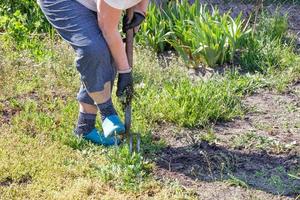 A woman loosens the soil in the garden with a metal pitchfork on a sunny spring day. photo