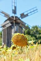 una cabeza de girasol madura sobre un fondo borroso vintage de un antiguo molino de viento de madera. foto