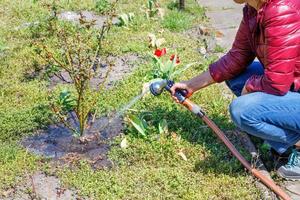 una mujer está regando un rosal con un rociador en un soleado día de primavera. foto