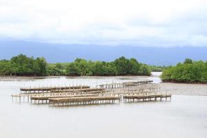 Shellfish farm, Thailand photo