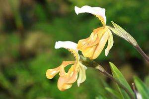 beautiful yellow orchid photo