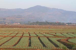 Green onion field in Northern of Thailand photo