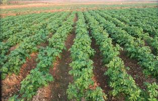 Rows of recently sprouted potatoes growing in a field photo