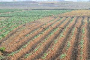 Rows of recently sprouted potatoes growing in a field photo