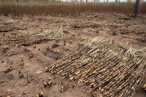 Sugarcane field fired photo