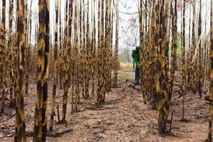 Sugarcane field fired photo