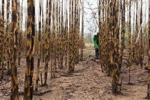 Sugarcane field fired photo