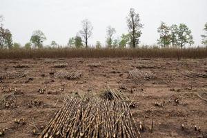 Sugarcane field fired photo