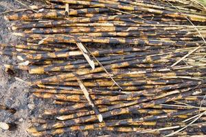 Sugarcane field fired photo