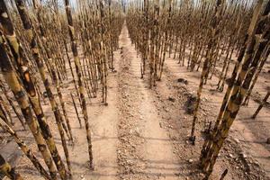 campo de caña de azúcar despedido foto