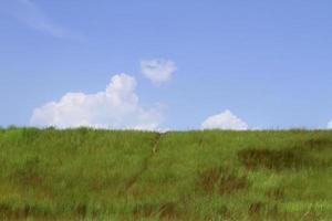campo de hierba verde y cielo foto