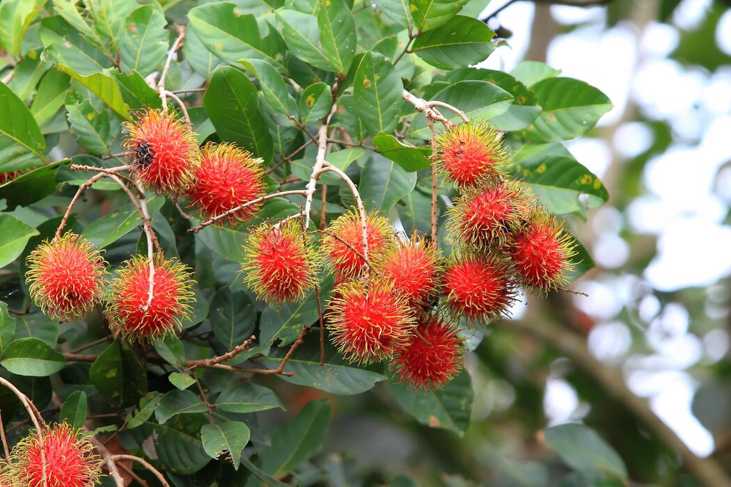Rambutan Tree Stock Photos, Images and Backgrounds for Free Download