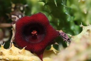 parte superior de una planta de cactus en flor foto