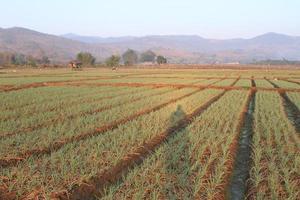 Green onion field in Northern of Thailand photo
