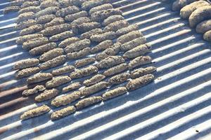 Drying Sea Cucumber Outdoor photo