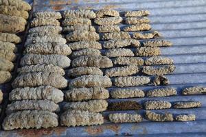 Drying Sea Cucumber Outdoor photo