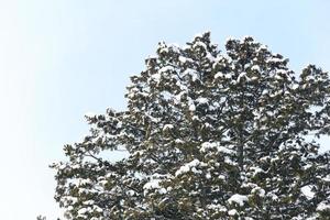 escena de invierno, nieve en ramas de pino. foto