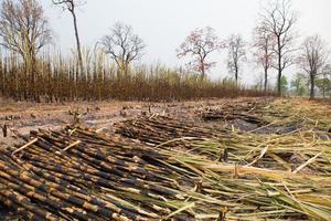 Sugarcane field fired photo