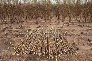 Sugarcane field fired photo