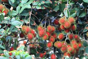 Tropical fruit, Rambutan on tree photo