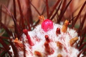 top part of a flowering cactus plant photo