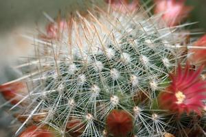 top part of a flowering cactus plant photo