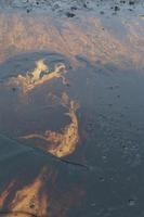 crude oil spill on the stone at the beach photo