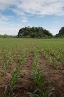 Field of young corn plants photo